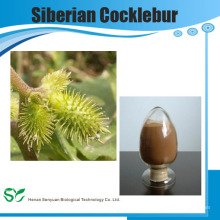 100% natürlicher Sibirischer Cocklebur Extrakt / Xanthium Sibiricum